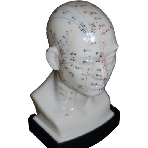 Patung Model Akupuntur (6 Jenis) - Image 5