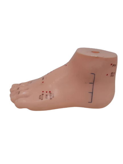 Patung Model Akupuntur (6 Jenis) - Image 8