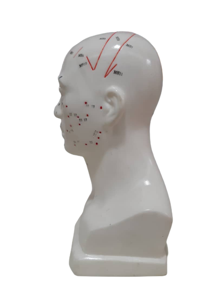 Patung Model Akupuntur (6 Jenis) - Image 14