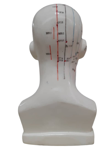 Patung Model Akupuntur (6 Jenis) - Image 15