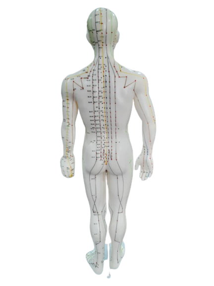Patung Model Akupuntur (6 Jenis) - Image 16