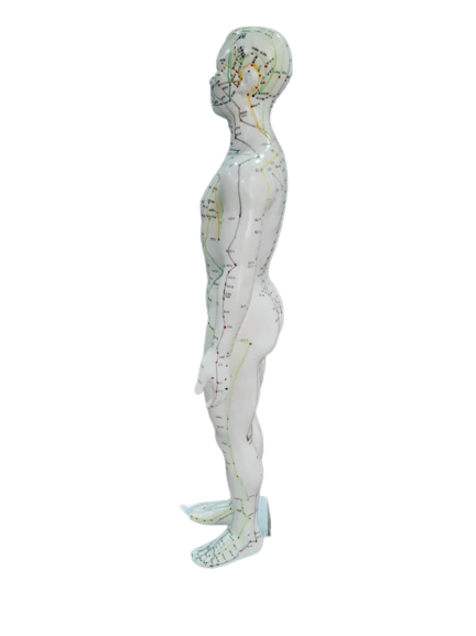 Patung Model Akupuntur (6 Jenis) - Image 17