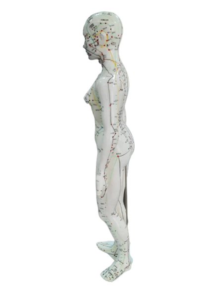 Patung Model Akupuntur (6 Jenis) - Image 19