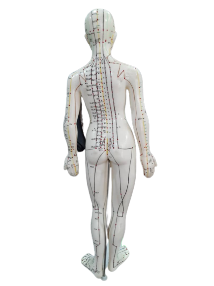 Patung Model Akupuntur (6 Jenis) - Image 20