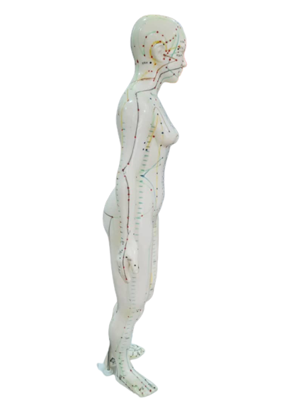 Patung Model Akupuntur (6 Jenis) - Image 21
