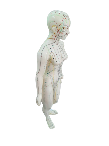 Patung Model Akupuntur (6 Jenis) - Image 6