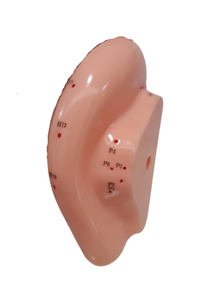Patung Model Akupuntur (6 Jenis) - Image 22