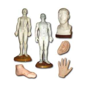 Patung Model Akupuntur (6 Jenis)