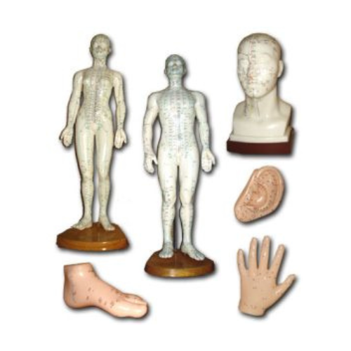 Patung Model Akupuntur (6 Jenis)