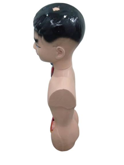 Patung Anatomi (2 Jenis) - Image 6