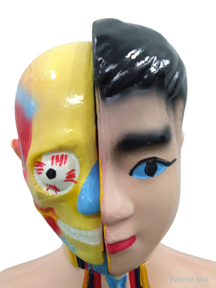 Patung Anatomi (2 Jenis) - Image 14