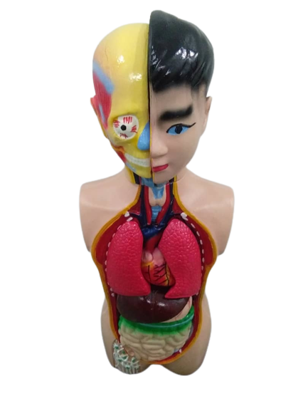 Patung Anatomi (2 Jenis) - Image 11