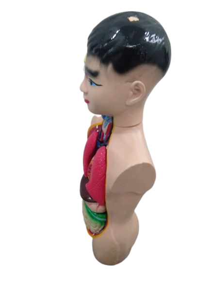Patung Anatomi (2 Jenis) - Image 10