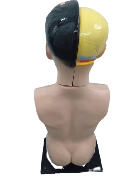 Patung Anatomi (2 Jenis) - Image 7