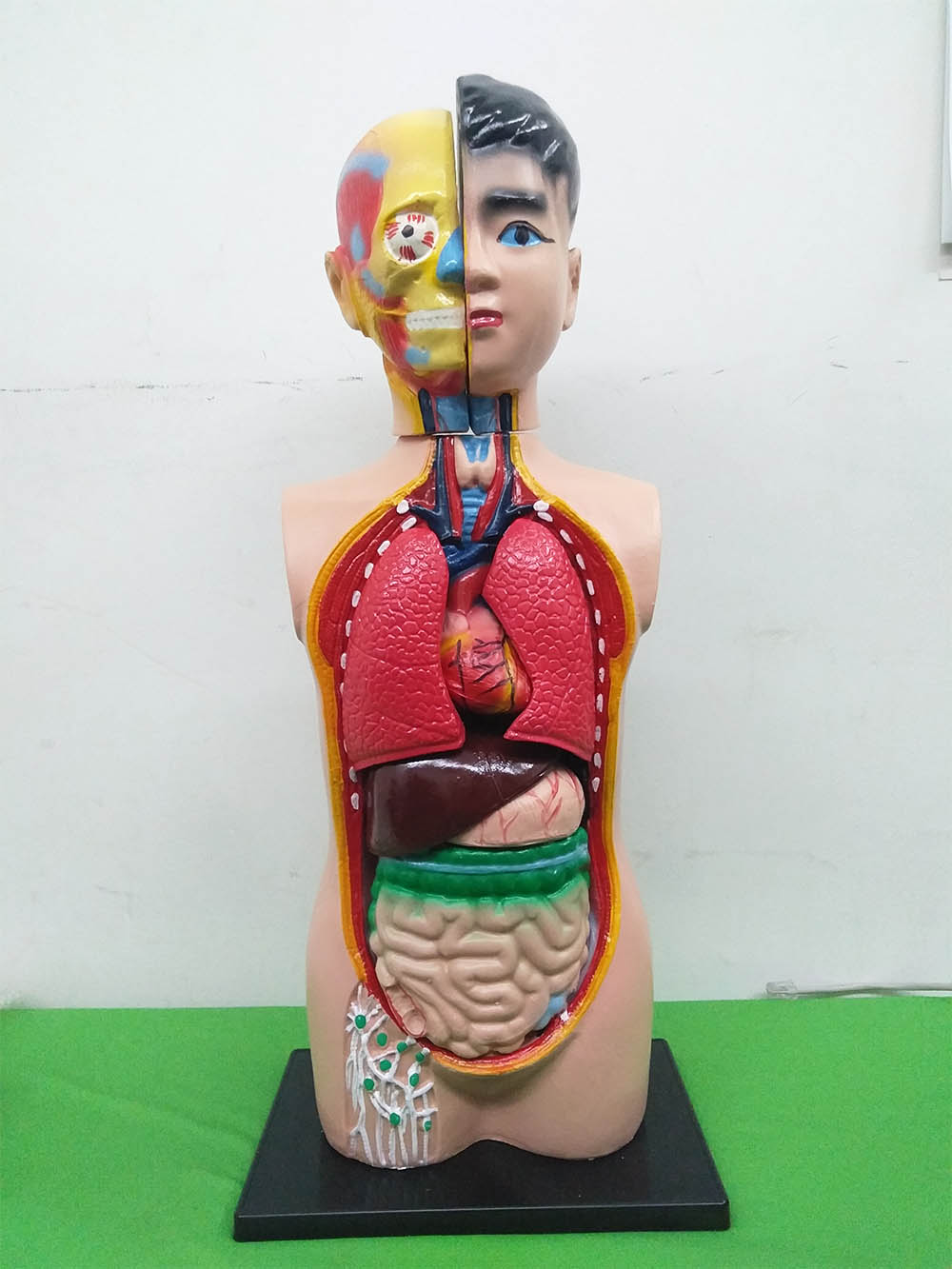Patung Anatomi (2 Jenis) - Image 20