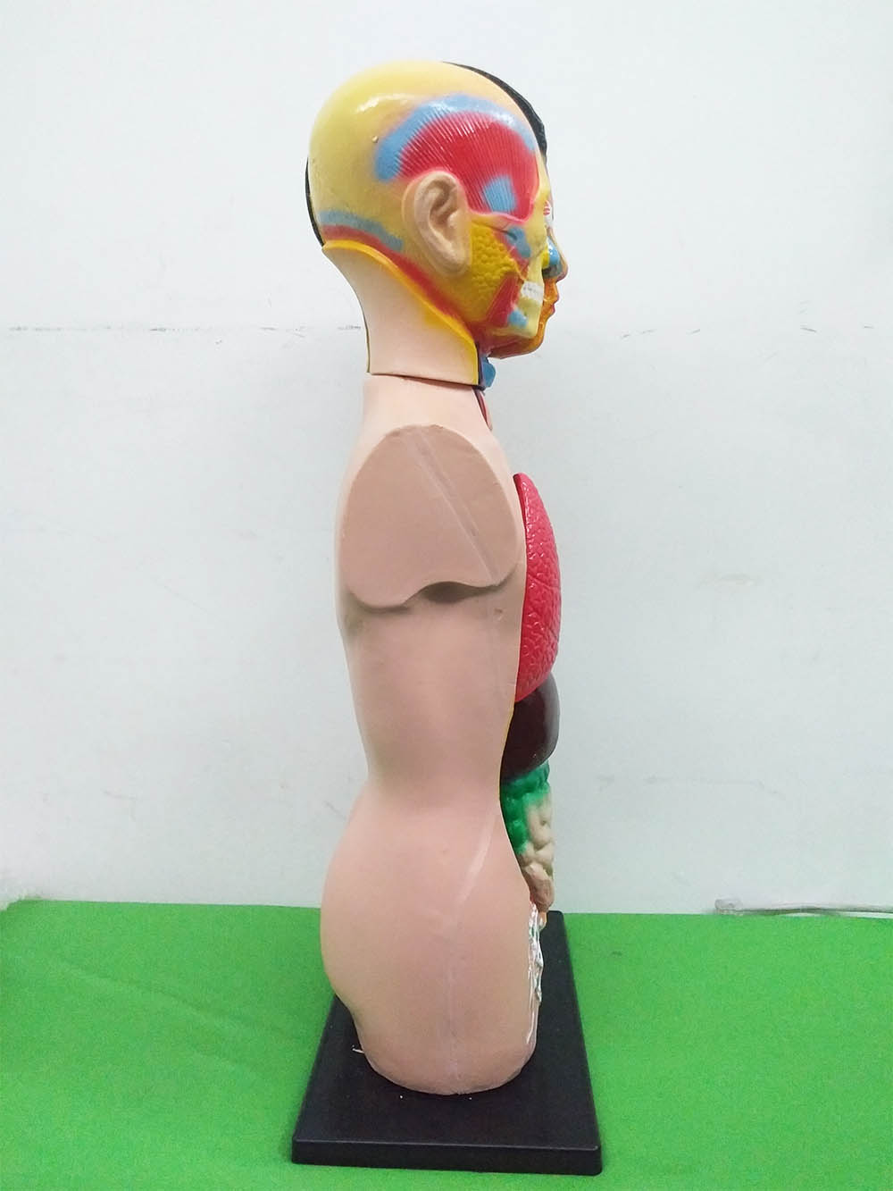 Patung Anatomi (2 Jenis) - Image 18