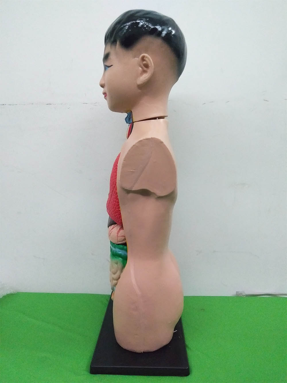 Patung Anatomi (2 Jenis) - Image 17